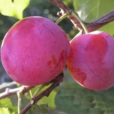 Слива ДЕЛИКАТНАЯ в Колодищи