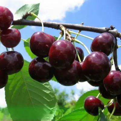 Дюк ЧУДО-ВИШНЯ в Колодищи