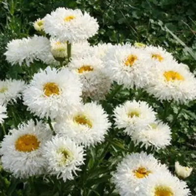 Нивяник КРЕЙЗИ ДЕЙЗИ наибольший в Колодищи