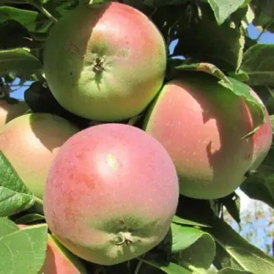 Яблоня МОСКОВСКОЕ ЗИМНЕЕ в Колодищи