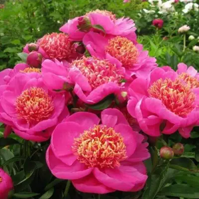 Пион ДОРИН травянистый в Колодищи