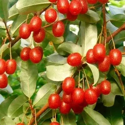 ГУМИ (ЛОХ МНОГОЦВЕТКОВЫЙ) в Колодищи