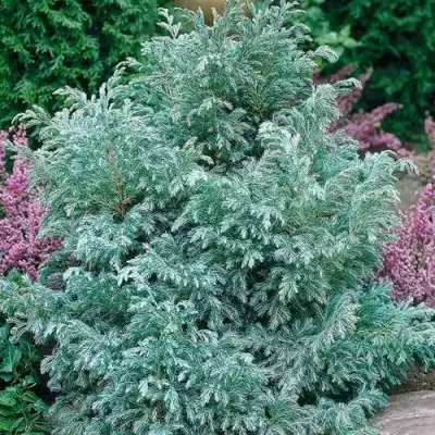 Кипарисовик БУЛЕВАРД горохоплодный в Колодищи