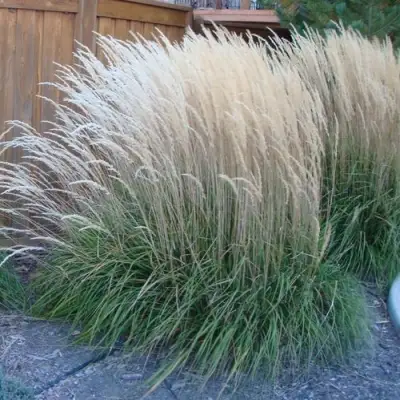 Вейник КАРЛ ФОРСТЕР остроцветковый в Колодищи