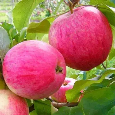 Яблоня РОЗОВЫЙ НАЛИВ в Колодищи