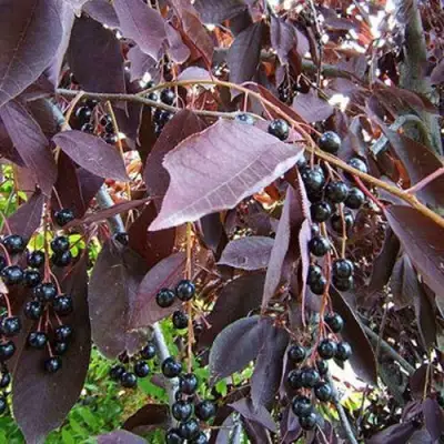 Черемуха виргинская ШУБЕРТ в Колодищи