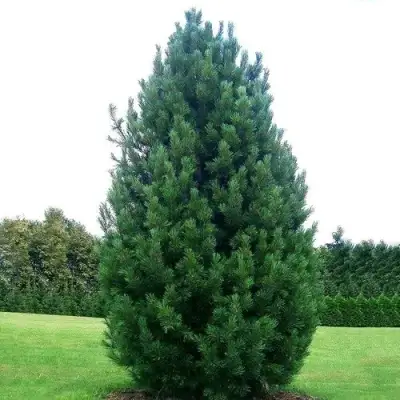 Сосна кедровая европейская в Колодищи