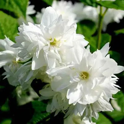 Жасмин ДАМ БЛАНШ в Колодищи