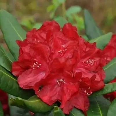 Рододендрон БУЗУКИ в Колодищи