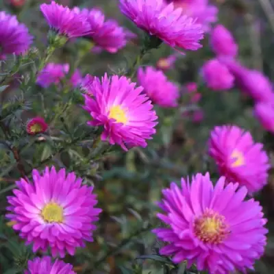 Астра КАРМИНКУППЕЛЬ в Колодищи