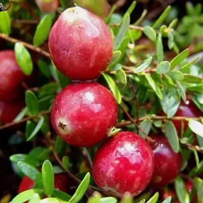 Клюква СТИВЕНС в Колодищи