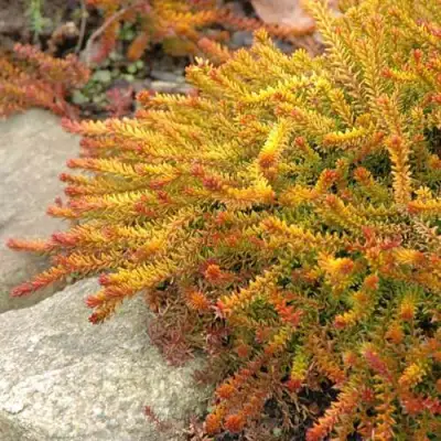 Водяника БЕРНШТЕЙН черная в Колодищи