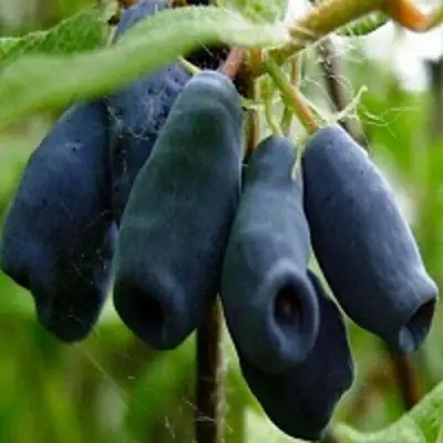 Жимолость съедобная НАРЫМСКАЯ в Колодищи