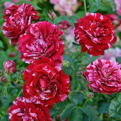 Роза ДИП ИМПРЕШН флорибунда в Колодищи