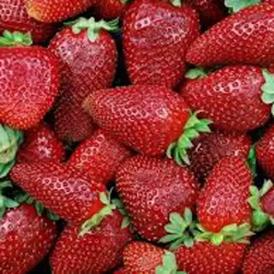 Клубника СКАЛА в Колодищи