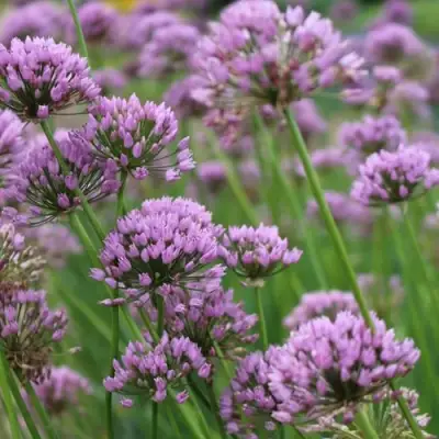 Лук угловатый в Колодищи