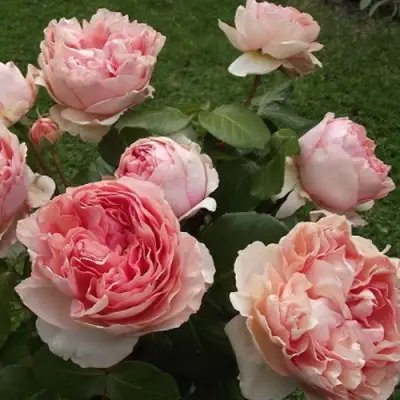 Роза ФИЛИНГ чайно-гибридная в Колодищи