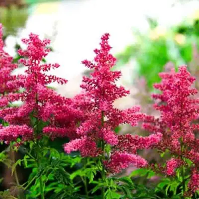 Астильба ЮНИК КАРМИН гибридная в Колодищи