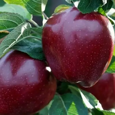 Яблоня РЕД ЧИФ в Колодищи