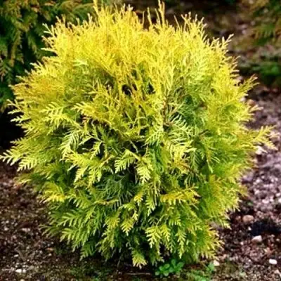 Туя ГЛОБОЗА АУРЕА западная в Колодищи