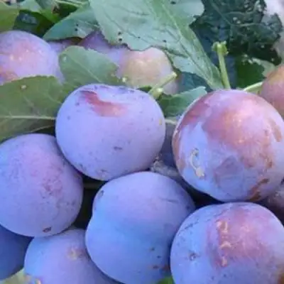 Слива НАГРАДА НЕМАНСКАЯ в Колодищи