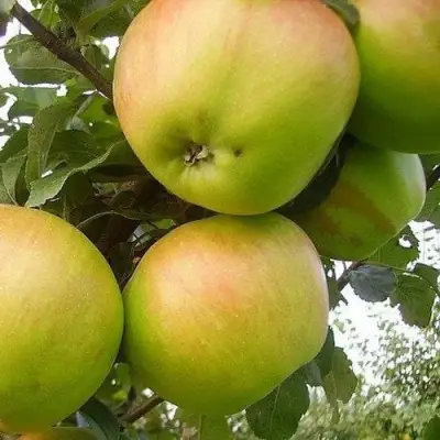 Яблоня ВЕРБНОЕ в Колодищи