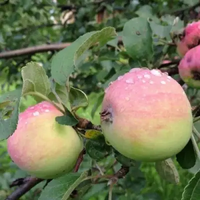 Яблоня УТРО в Колодищи