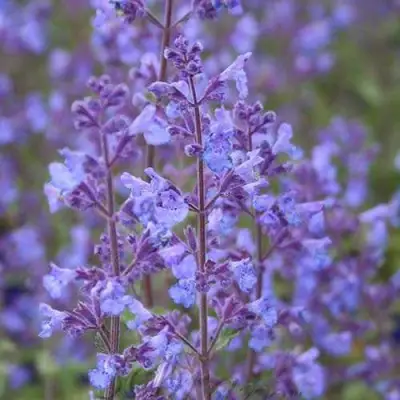 Котовник КИТ КЭТ фассена в Колодищи