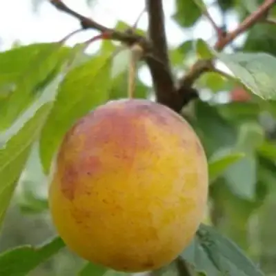 Слива ЯХОНТОВАЯ в Колодищи