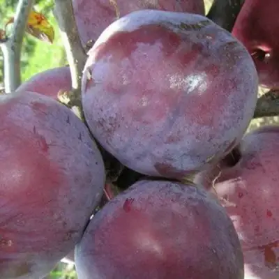 Слива ПАННА в Колодищи