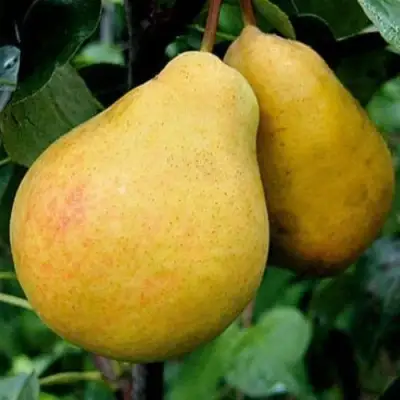 Груша ВЕЛИКАЯ ЛЕТНЯЯ (БОЛЬШАЯ ЛЕТНЯЯ) в Колодищи