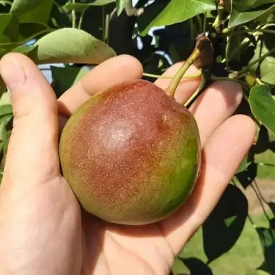 Груша КУПАЛА в Колодищи