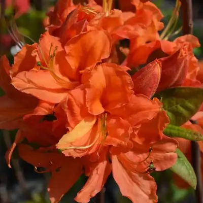 Азалия МАНДАРИН ЛАЙТС листопадная в Колодищи