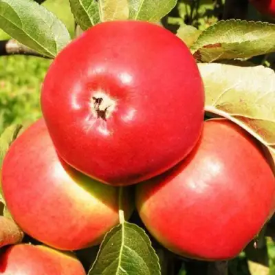 Яблоня СЯБРЫНА в Колодищи