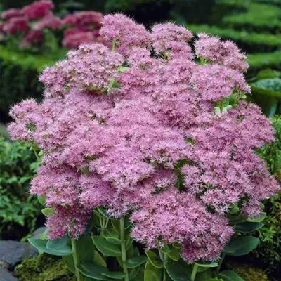 Очиток (седум) БРИЛЛИАНТ в Колодищи