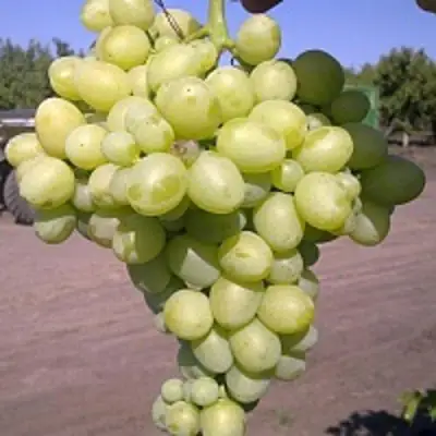 Виноград АРКАДИЯ в Колодищи