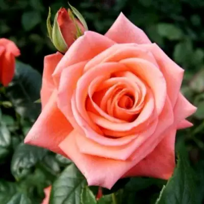 Роза ВАУ чайно-гибридная в Колодищи