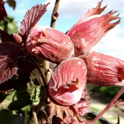 Фундук АЛЫЙ ПАРУС в Колодищи