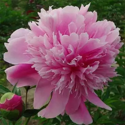 Пион ГОЛУБАЯ ХРИЗАНТЕМА травянистый в Колодищи