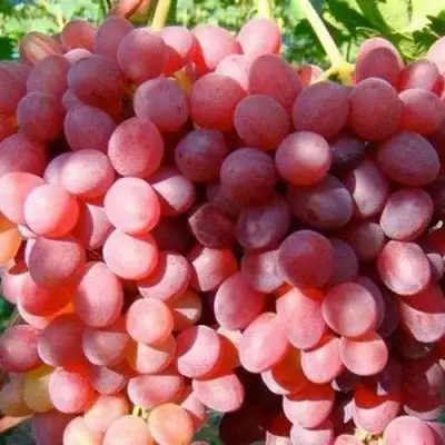 Виноград КИШМИШ КРАСНЫЙ в Колодищи
