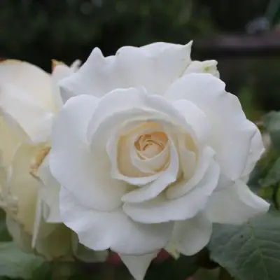 Роза АНАСТАСИЯ чайно-гибридная в Колодищи