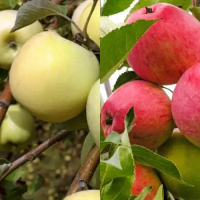 Комплект ЯБЛОЧНЫЙ ТАНДЕМ в Колодищи