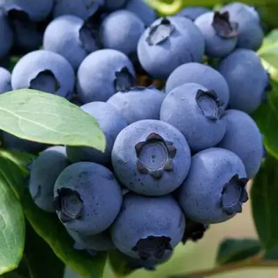 Голубика СПАРТАН в Колодищи