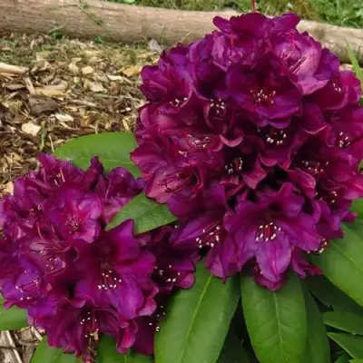 Рододендрон ПОЛАРНАХТ в Колодищи