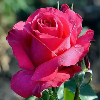 Роза ВИЕН РОУЗ чайно-гибридная в Колодищи