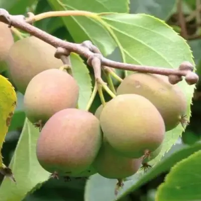 Актинидия ГИБРИДНАЯ КОЛБАСИНОЙ в Колодищи