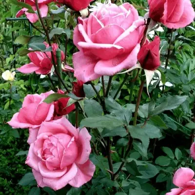 Роза ЭЙФЕЛЕВА БАШНЯ чайно-гибридная в Колодищи