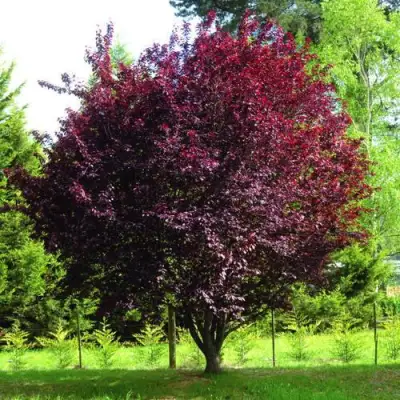 Слива НИГРА растопыреная в Колодищи