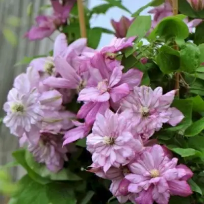 Клематис ИННОСЕНТ ГЛАНС в Колодищи