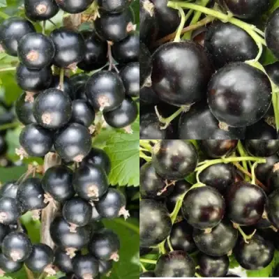 Комплект ЧЕРНАЯ СИЛА в Колодищи